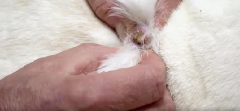 Rabbit has botfly larvae under skin on Dr. Jeff: Rocky Mountain Vet