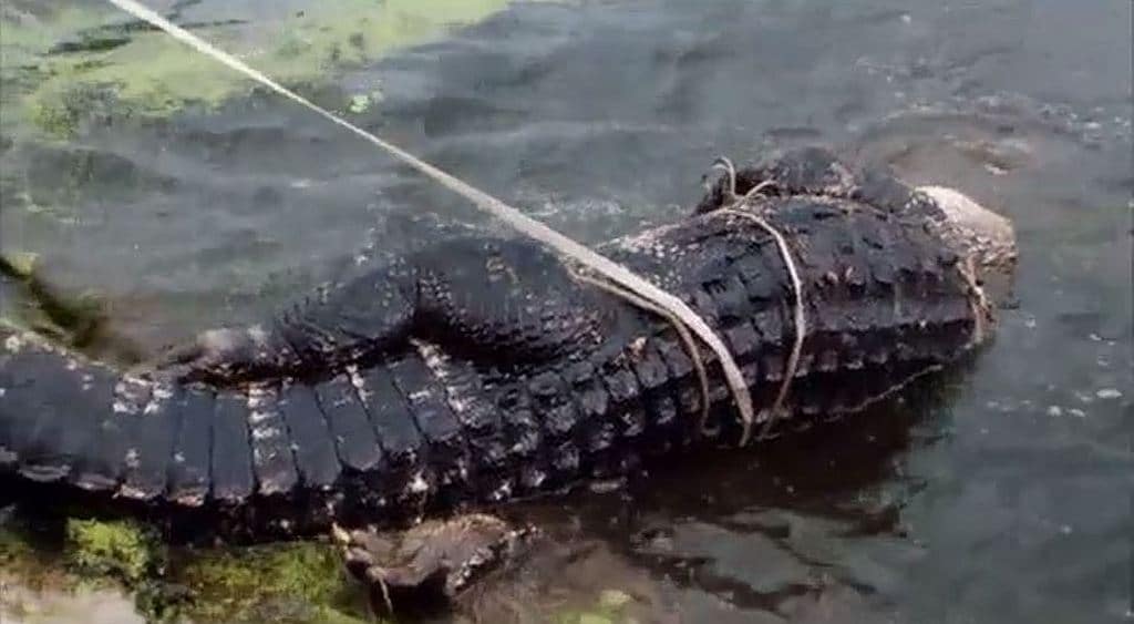 Swamp People: Everglades sees tegu lizards, pythons and an elusive croc