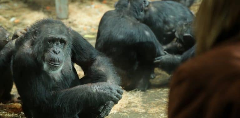 Raised Human follows couple reunited with Boris the chimp whom they