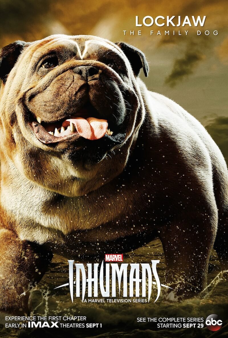 This is what Lockjaw, the giant bulldog from Marvel's Inhumans, looks