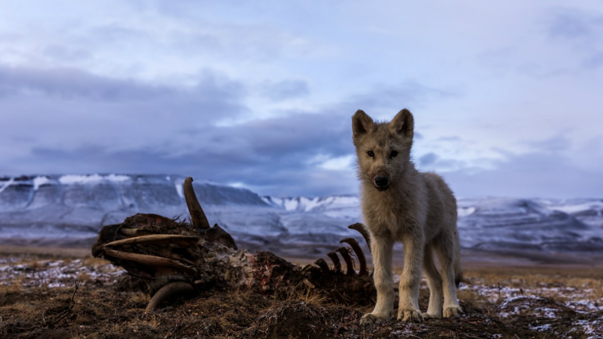 Ronan Donovan, explorer, photographer and host of Kingdom of the White ...