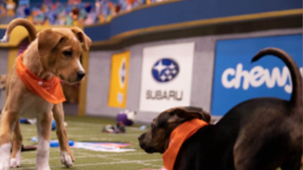 Animal Puppy Bowl will feature shelter pups once again in