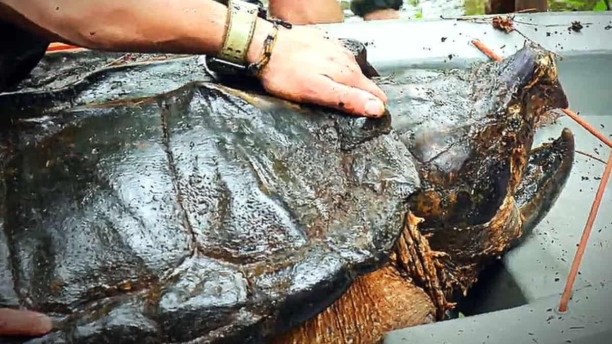 Coyote Peterson: Brave The Wild exclusive interview - A snapping turtle ...